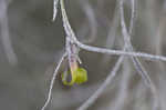 Spanish moss